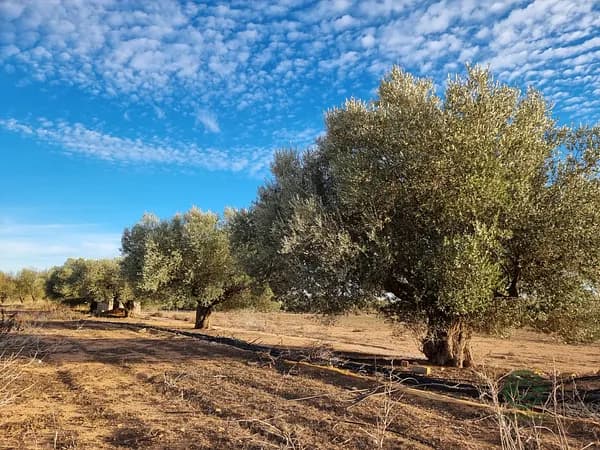 Finca agrícola de 10 ha en alquiler en Valencia