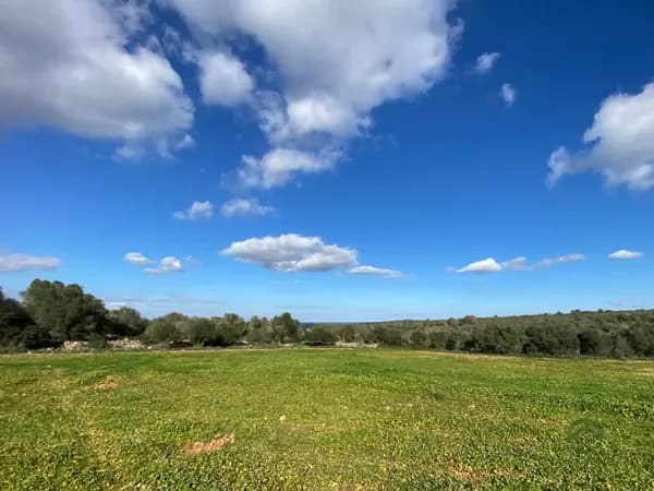 Finca agrícola de 90 ha en venta en Petra, Mallorca