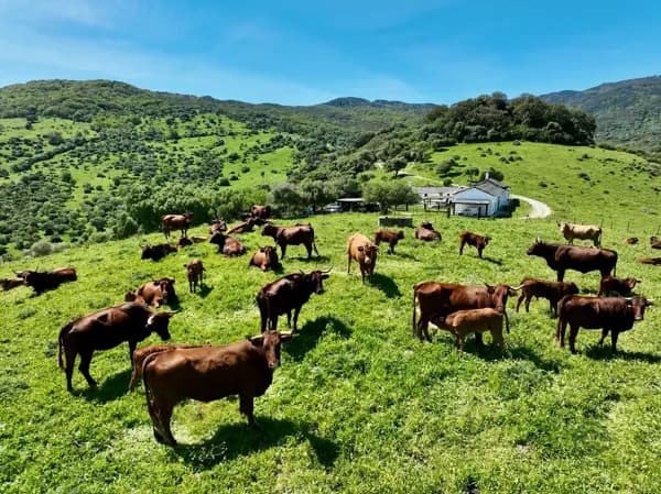 Finca rústica de 130 ha en venta en Cádiz