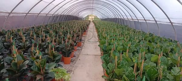 Finca agrícola de 1,5 ha en alquiler en Valencia