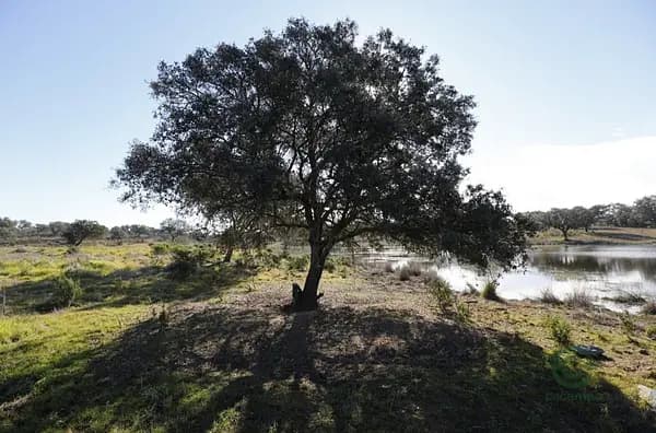 Finca rústica de 161,8 ha en venta en Huelva