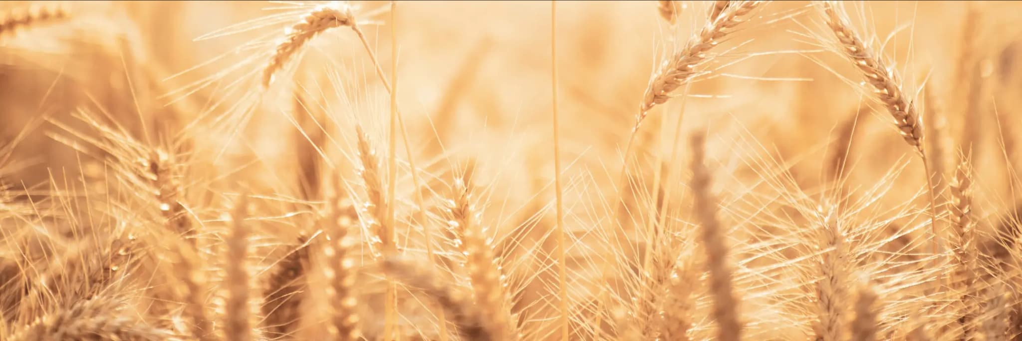 Communication module Planes de suscripción