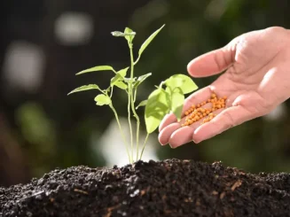 Agricultor esparciendo uno de los tipos de abonos orgánicos en su huerta.