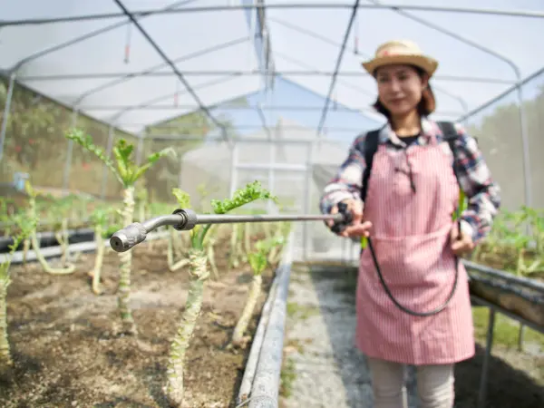 Agricultora aplica biofertilizantes en su estancia.