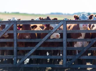 Vacas en una estancia de ganadería intensiva.