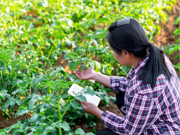 Agricultora utilizando sensores agrícolas em sua fazenda rústica.