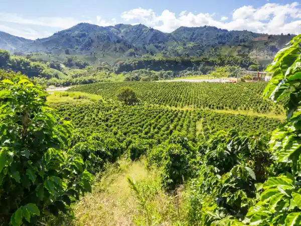 Finca destinada à exploração agrícola em Portugal, com campos verdes e bem cuidados.