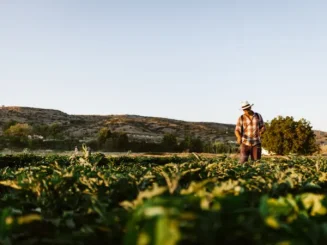 Um agricultor aplica hormônios agrícolas em seus cultivos.