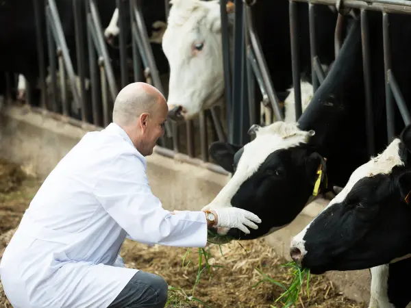 Uma pessoa alimenta vacas em uma fazenda rústica de pecuária intensiva.