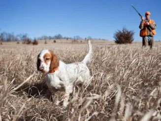 Cazador junto su perro durante la temporada de caza en Andalucía 2024/2025.